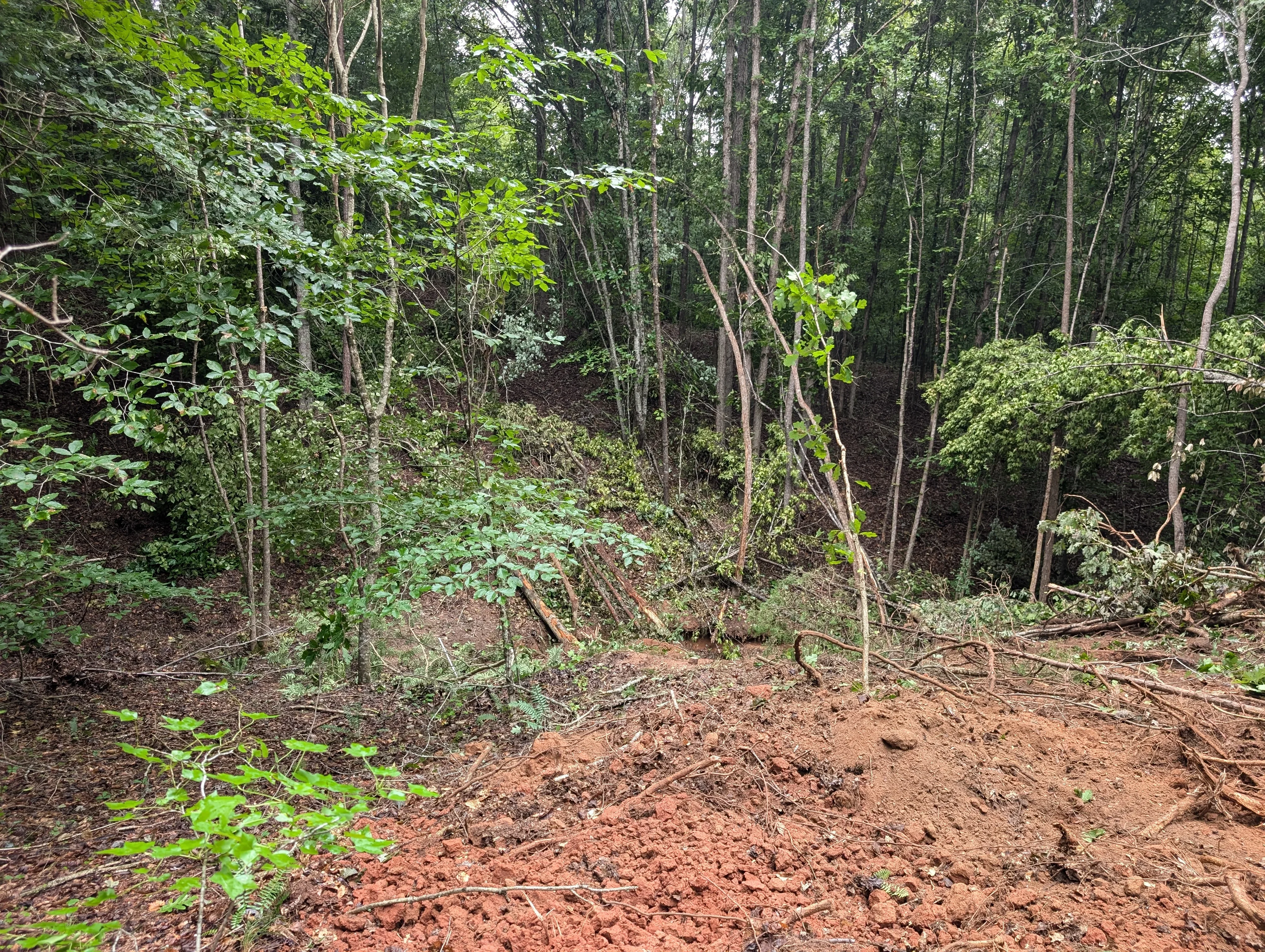 Cleared forest lot with graded soil, selective tree removal, and maintained mature trees