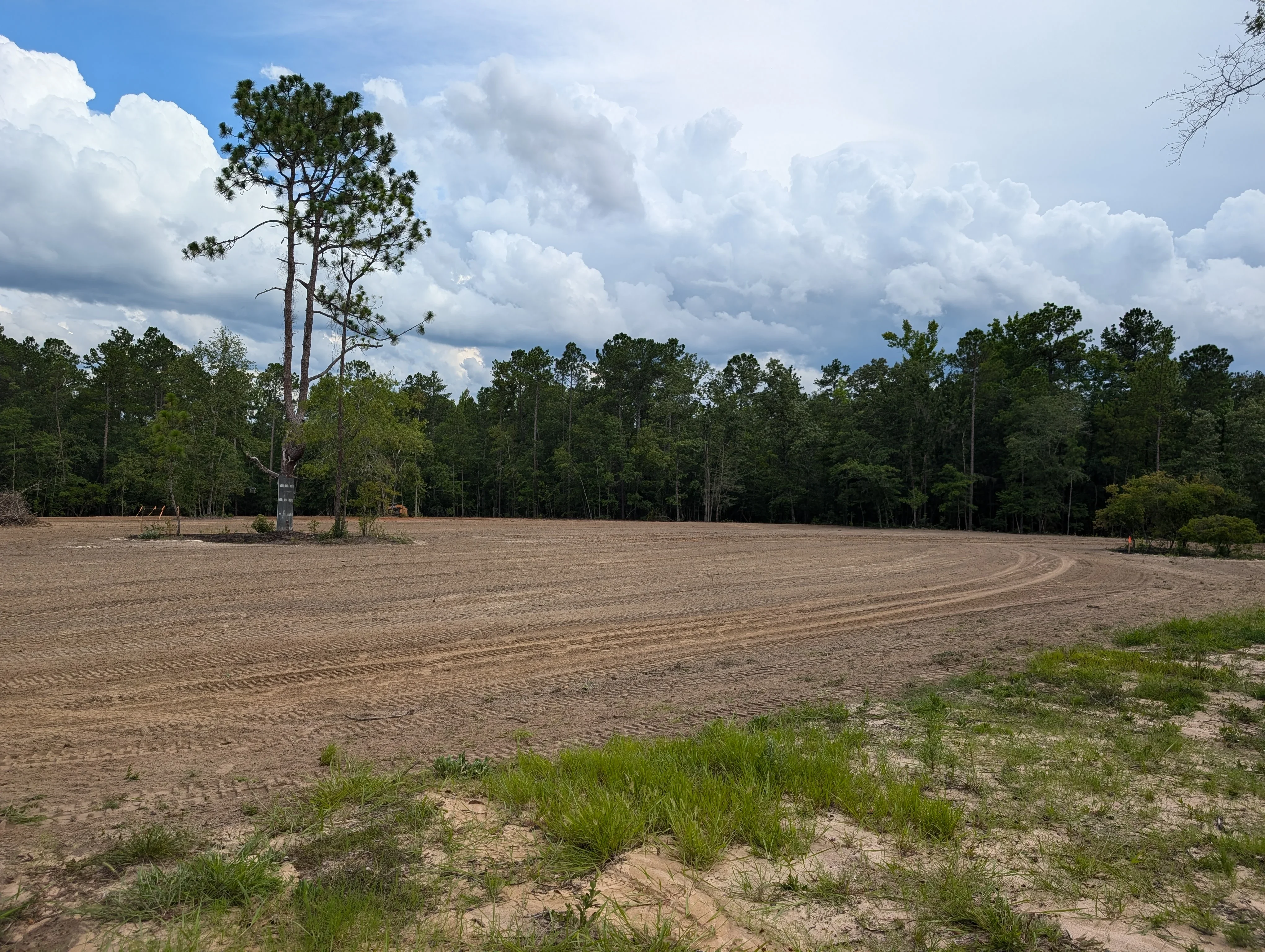 Cleared land with graded soil, preserved trees, and forest backdrop