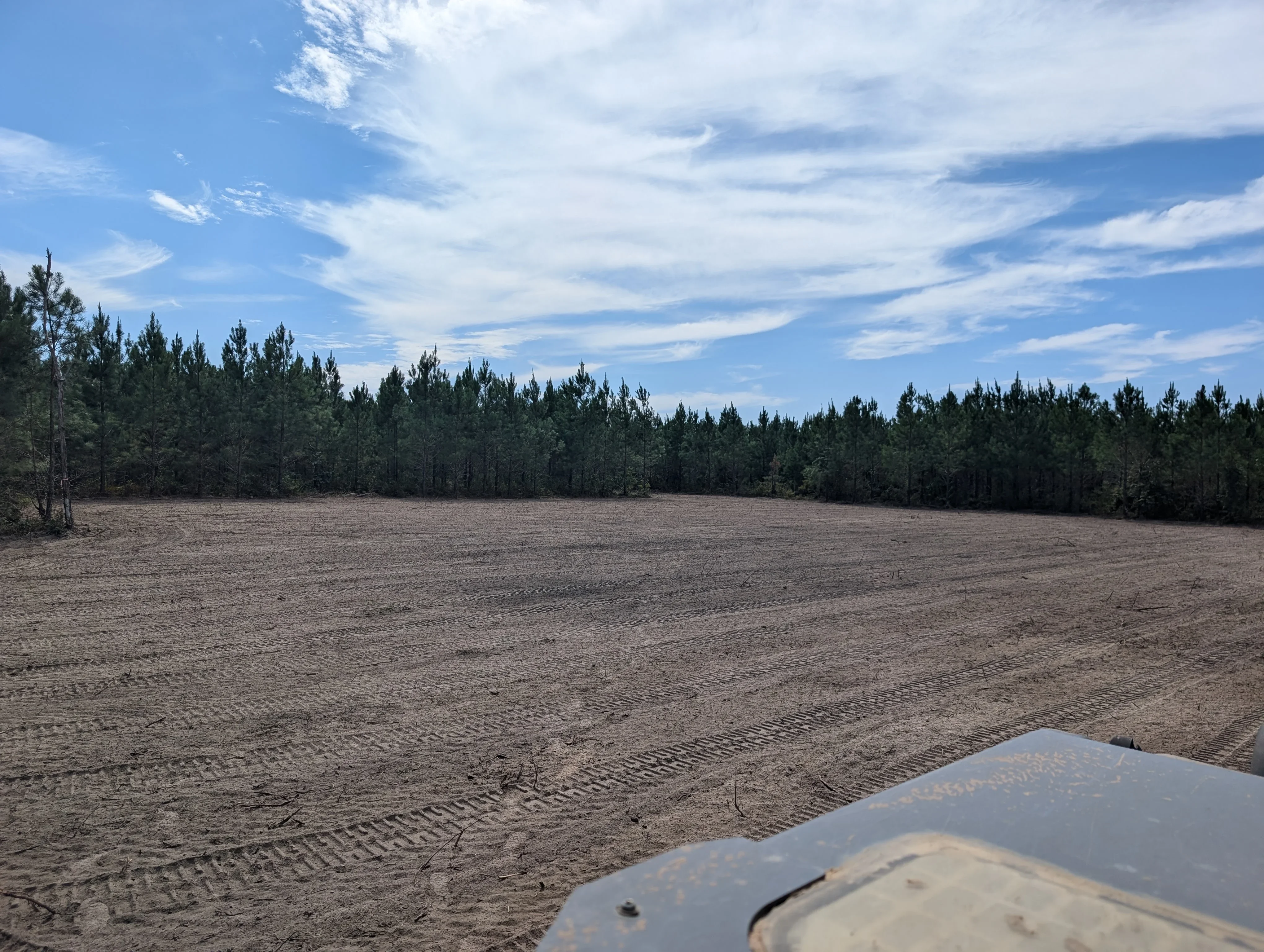Cleared land with grading patterns, coniferous forest backdrop, bare compacted soil